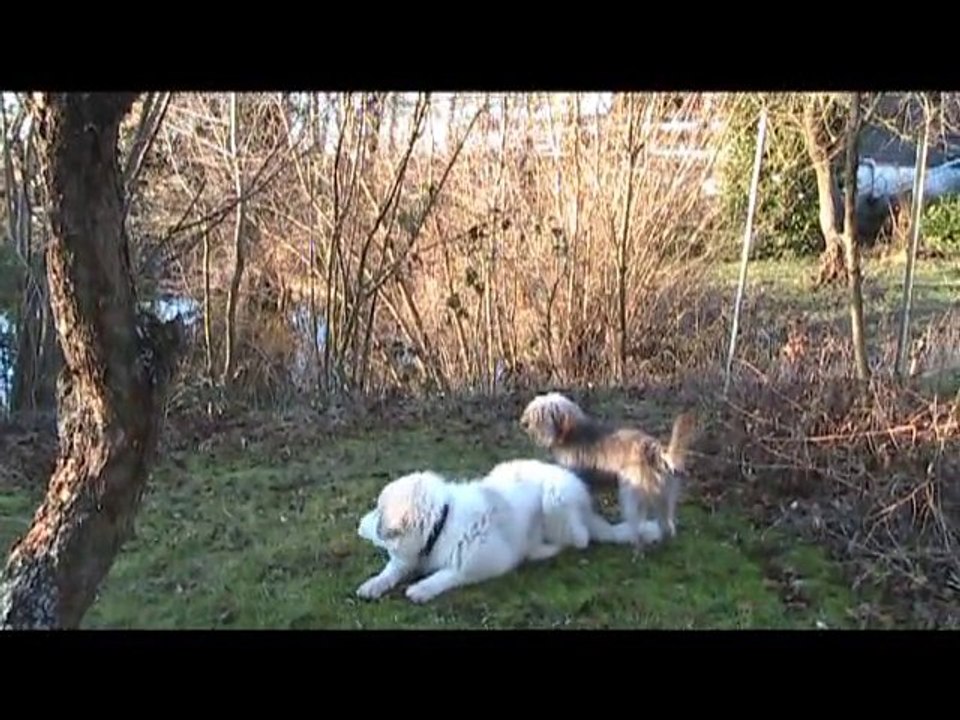 Falko et benji en ballade