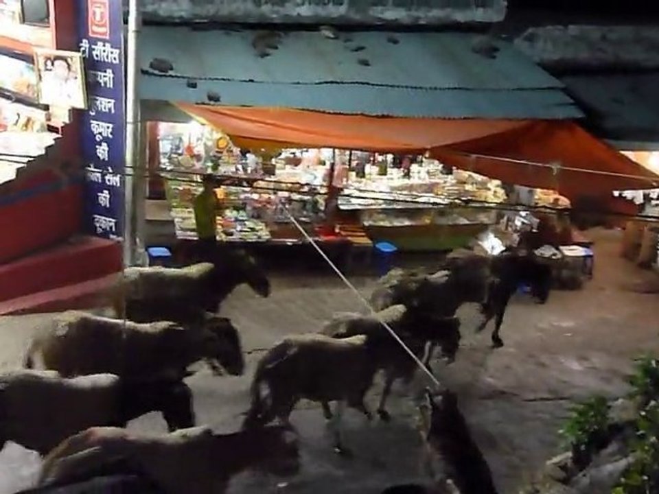 Inde 2010 - Vaishno Devi - La montée