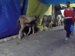 Inde 2010 - Vaishno Devi - La descente