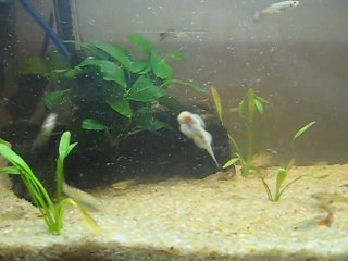 mon aquarium 008