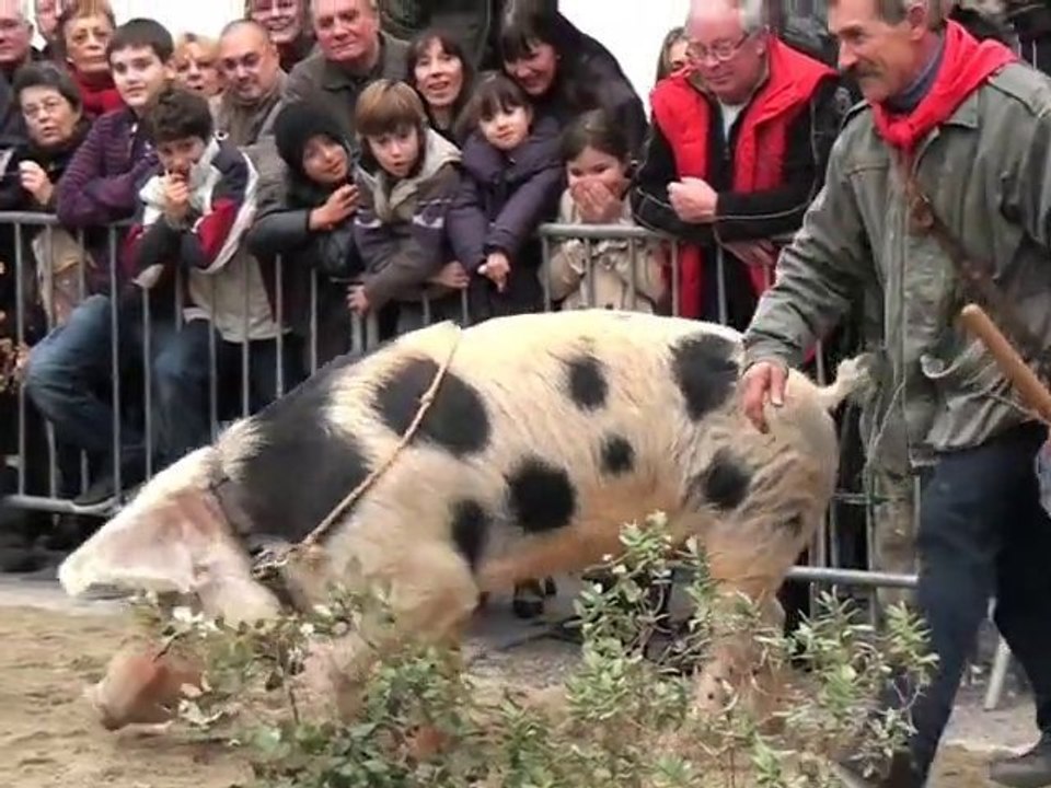Journée de la Truffe 2011 : zoom sur le cavage
