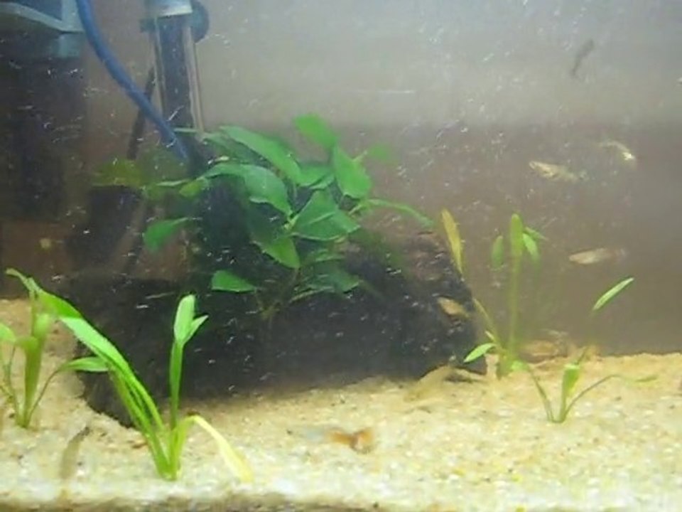 mon aquarium 008