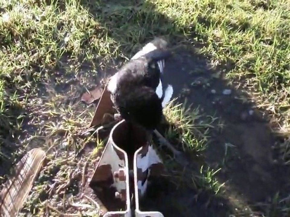 La pie prend son bain