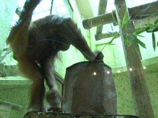 Depressed French zoo animals get therapy