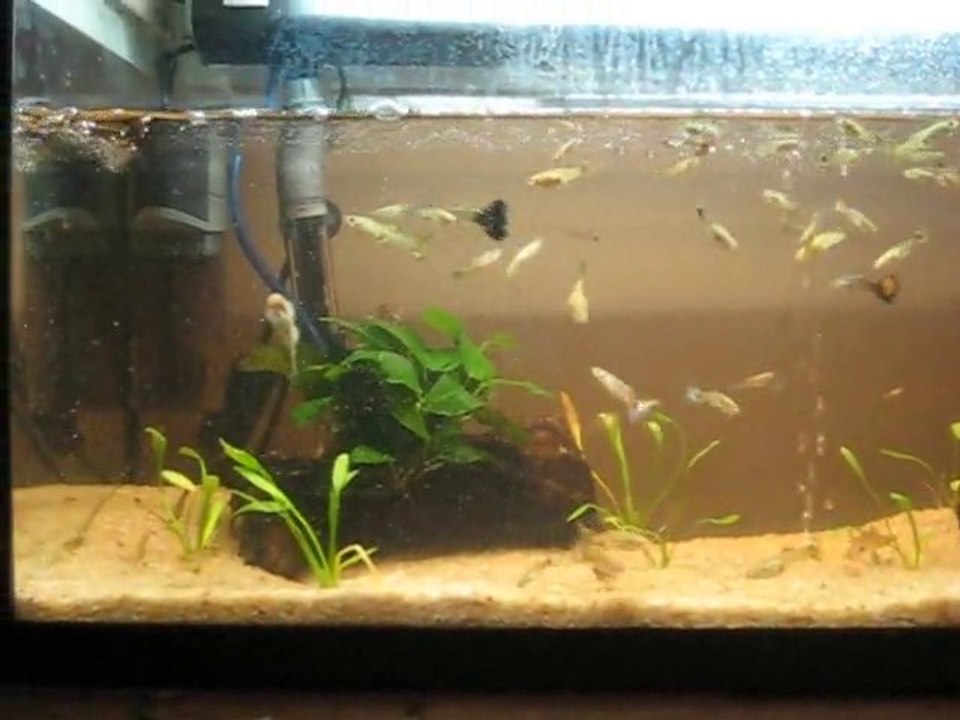 vidéo aquarium 001