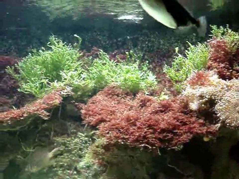 Akvaryum