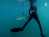 tout près du grand requin blanc (2)