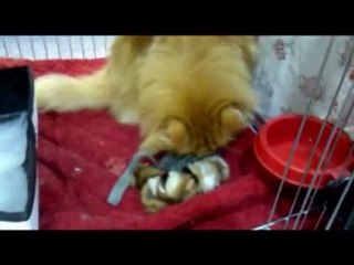 Dancing Lord à l'expo de Mülheim.