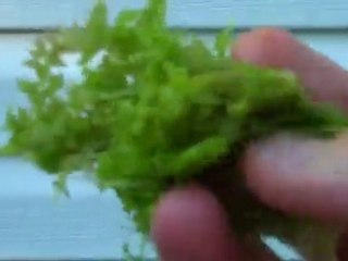 Baby Tears in outside pond