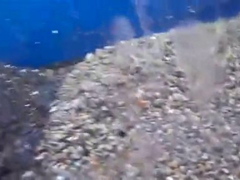 # 2 The Half Dirt half no Dirt 75 gallon tank_ Bottom layer