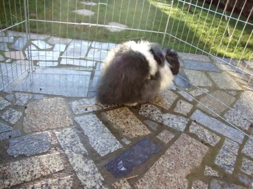 Photo 083 amourettes de Dior et Armani lapins béliers teddy