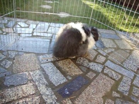 Photo 083 amourettes de Dior et Armani lapins béliers teddy