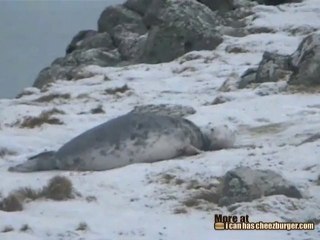 Foca gioca con palla di neve
