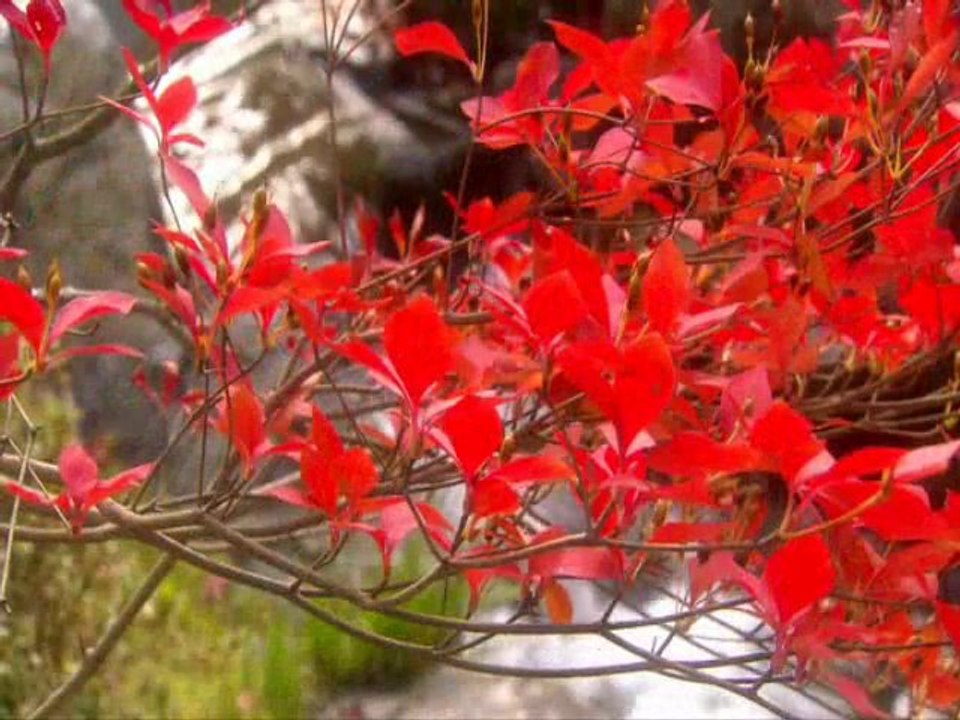 Осенний цвет Киото