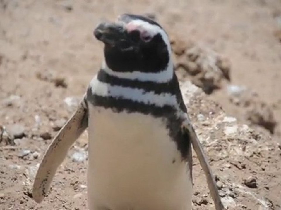 Manchot de  Magellan