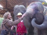 Journée avec les éléphants du Mae Sa Elephant Camp