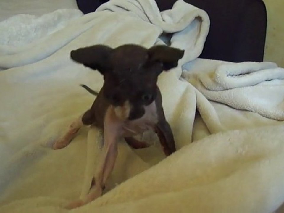 Mon bébé sphynx s'éclate - petit moment de jeu.