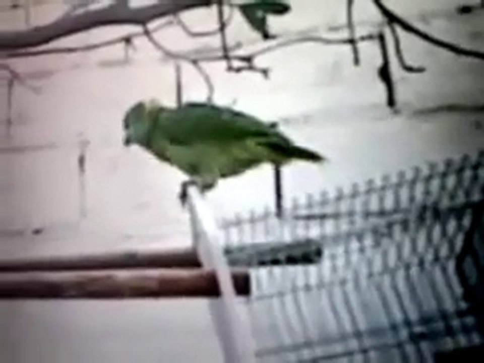 Kuran Okuyan Papağan