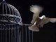 ouvrez la cage aux oiseaux  par  christian  Arnault