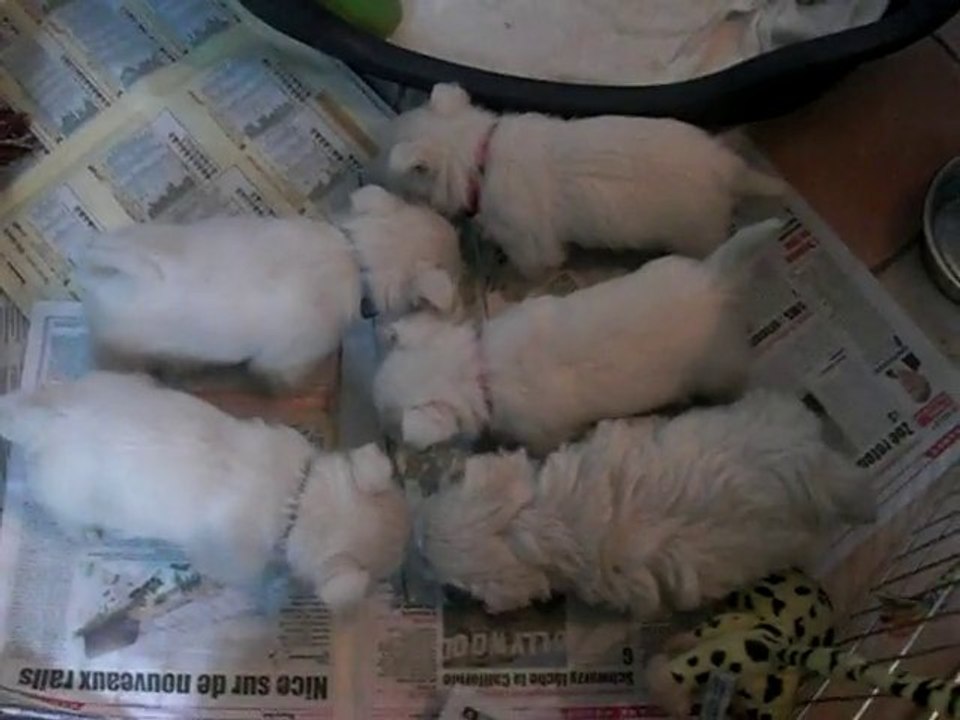 bb18012011-- westie presque 5 semaines