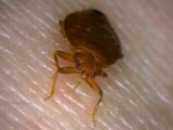 How To Prevent Bed Bugs - How To Check For Bed Bugs