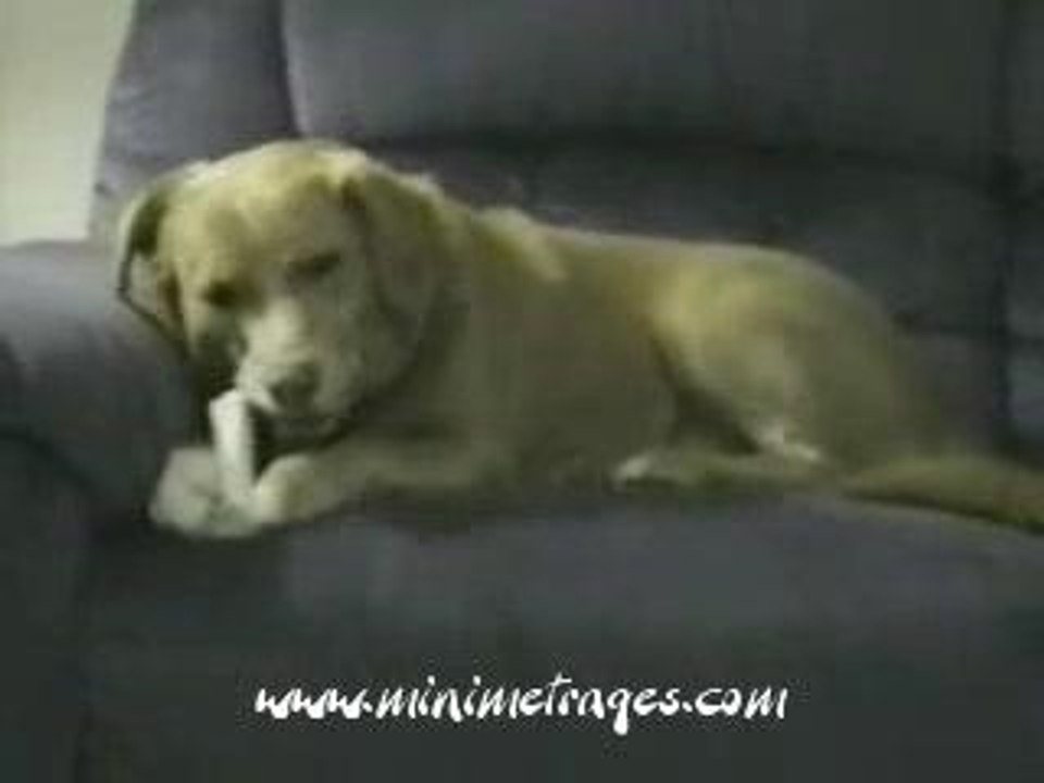 chien super con