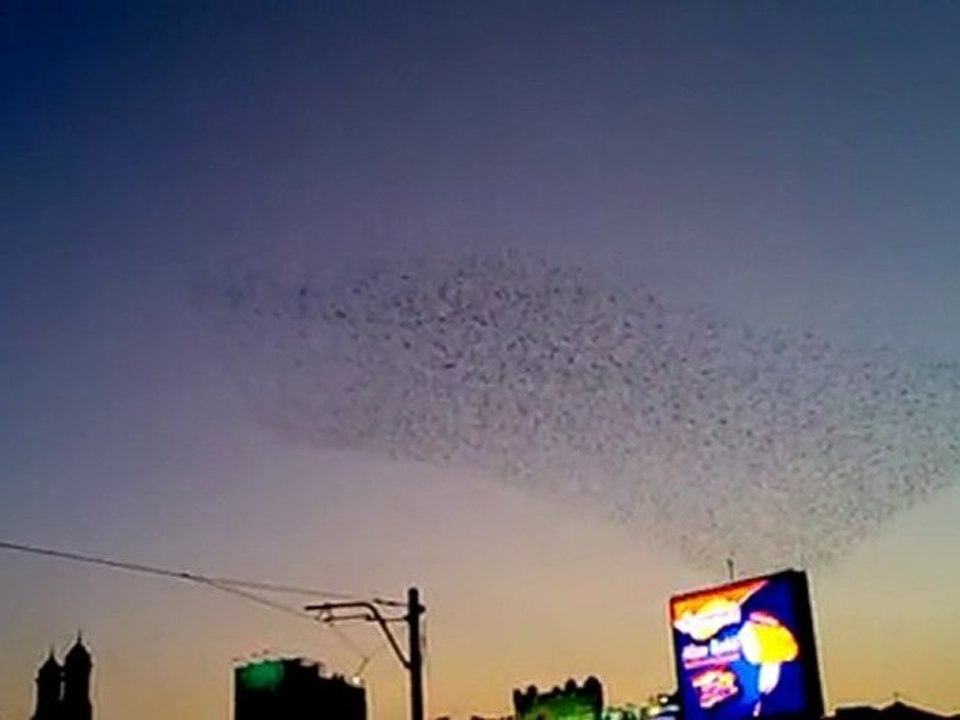 Dancing Bird Clouds / Danseden Kuş Bulutları- Istanbul