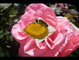 Eski Elek-Mav Göç (Dert yurekte saklanur ,öğretmedimi felek