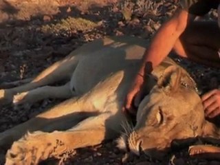 Safaris lion du désert & scientifiques (éditions limitées)