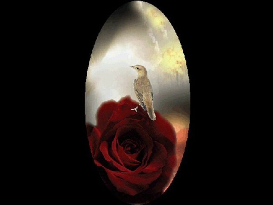 Gül doldurdum sepete  Abdullah Yüce