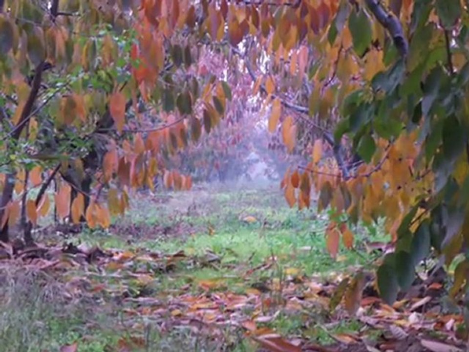 İbrahim sadri -ıhlamurlar çiçek açtığı zaman-[DuYgU]