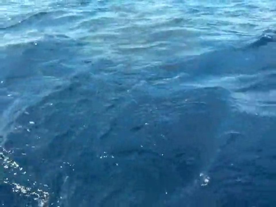 Malpelo