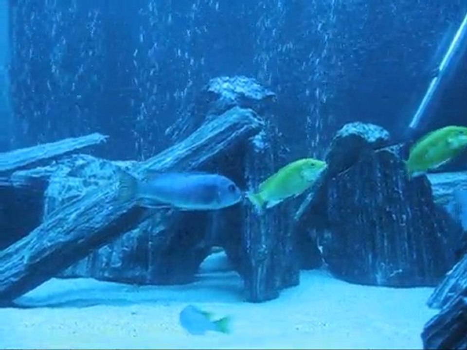 Malawi akvaryumu 530 litre   yunus bozkurt