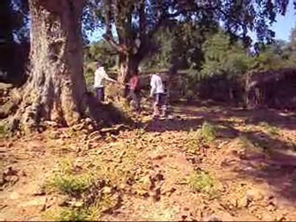 MY JOURNEY TOWARDS FOREST