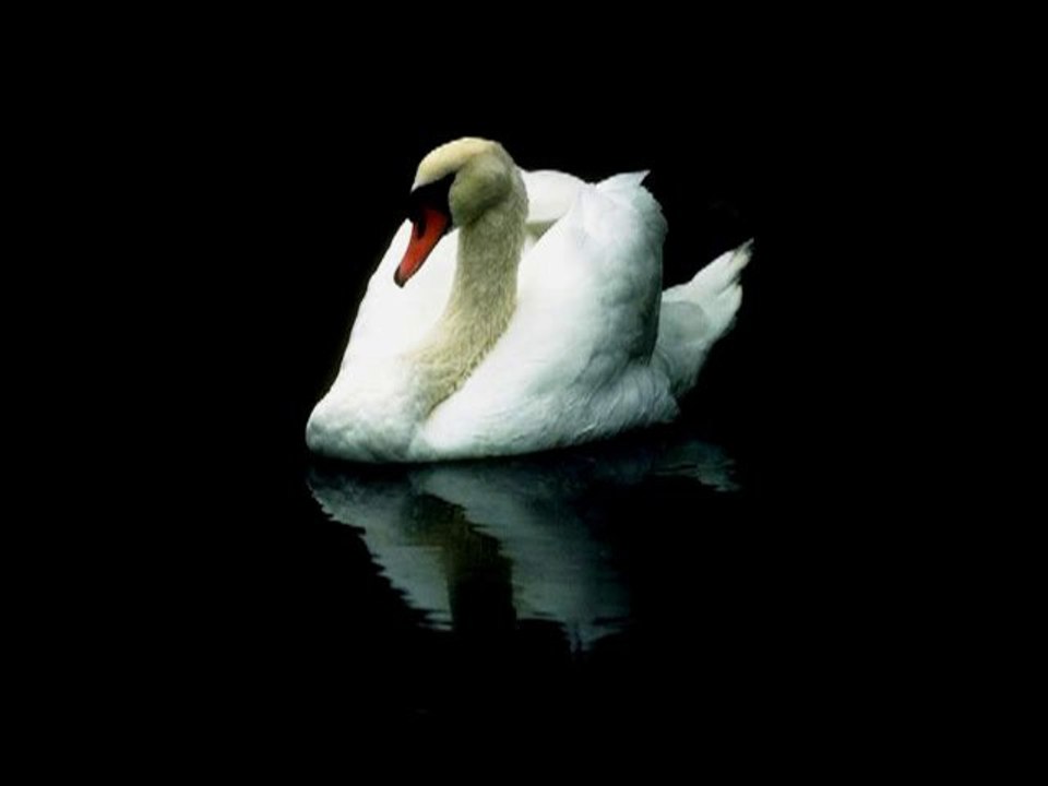 swansong