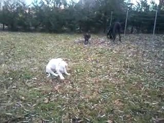 Les trois Fortuna Majeur