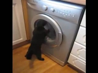 Стирально-машинный кот