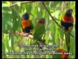 Kuşların şarkılarında nasıl anlamlar gizli?