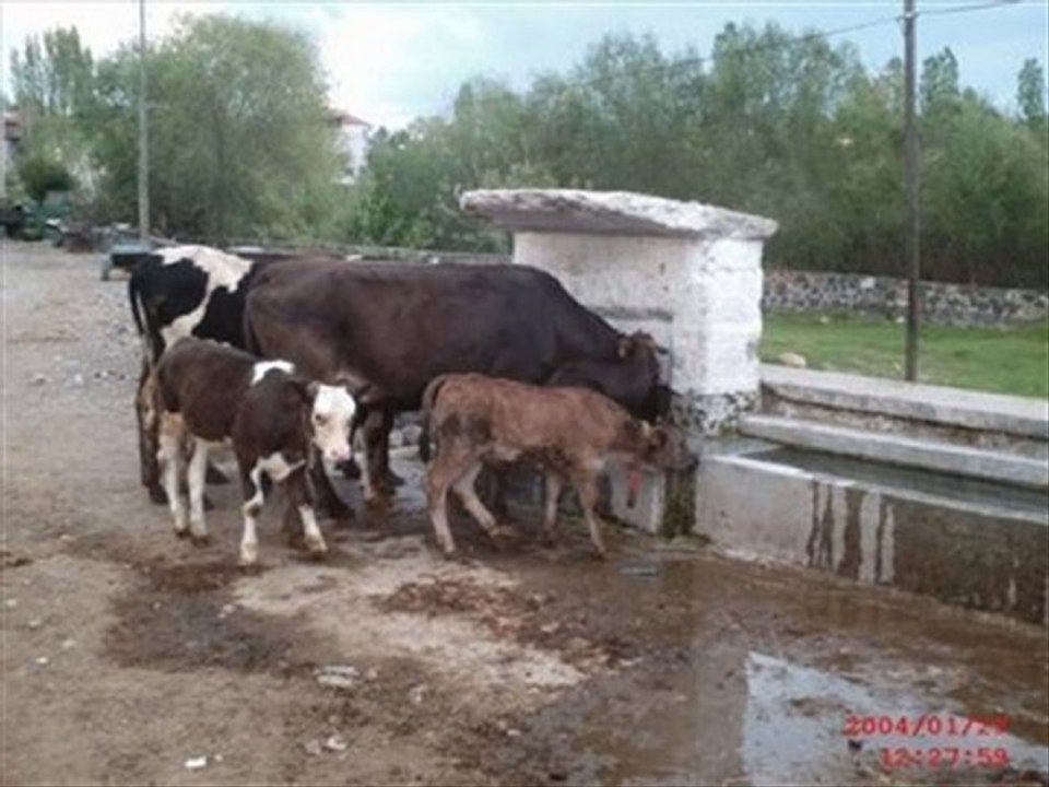 Ali ERCAN-Kırat Gemini Almış