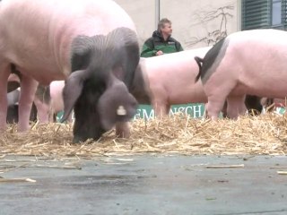 Dioxine: les éleveurs de porcs allemands devant la Chancellerie