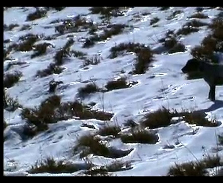 denver 2011 keklik ve tavşan avlarından