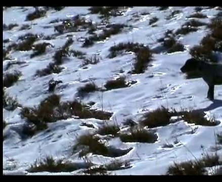 denver 2011 keklik ve tavşan avlarından