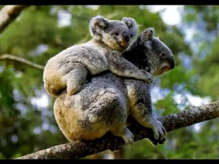 Muhteşem Hayvanlar ve Yavruları