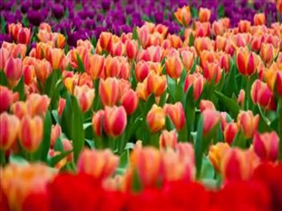 LES SONGES DE NOS PRINTEMPS....