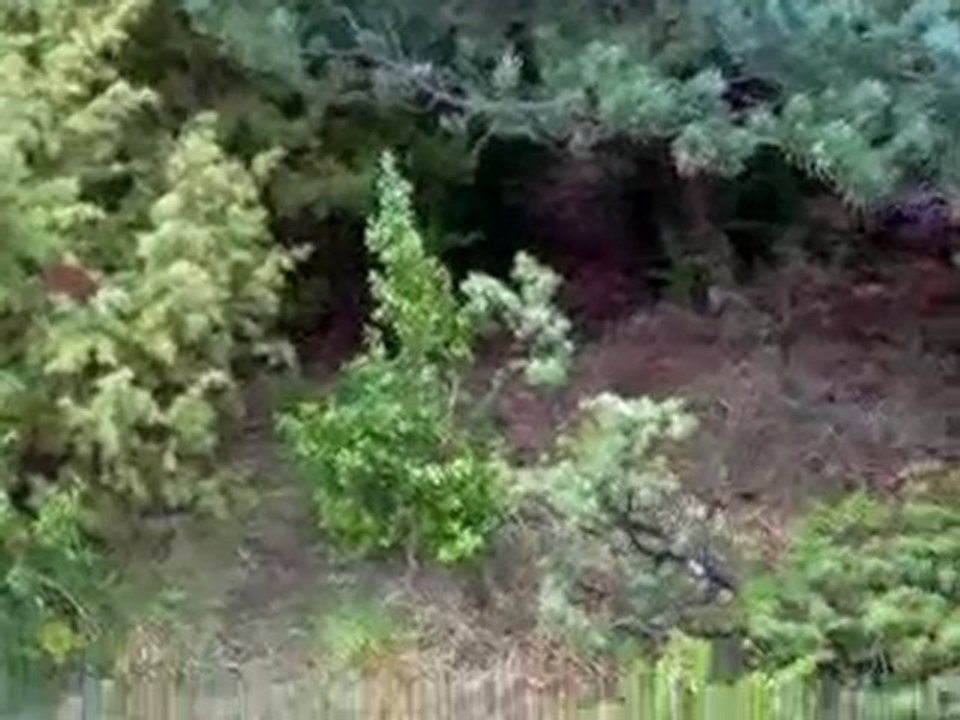 Ariegeois y liebres 6