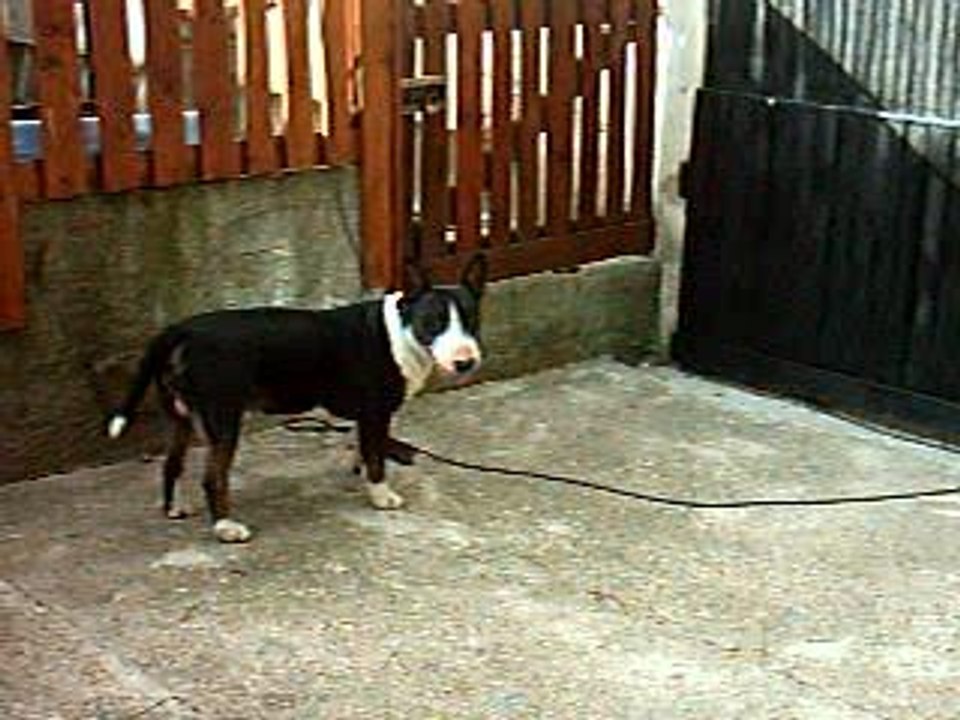 VARGAS ET SON PIED D'SANGLIER 5