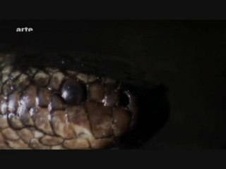 Life - L'aventure De La Vie - Reptiles Et Amphibiens 6