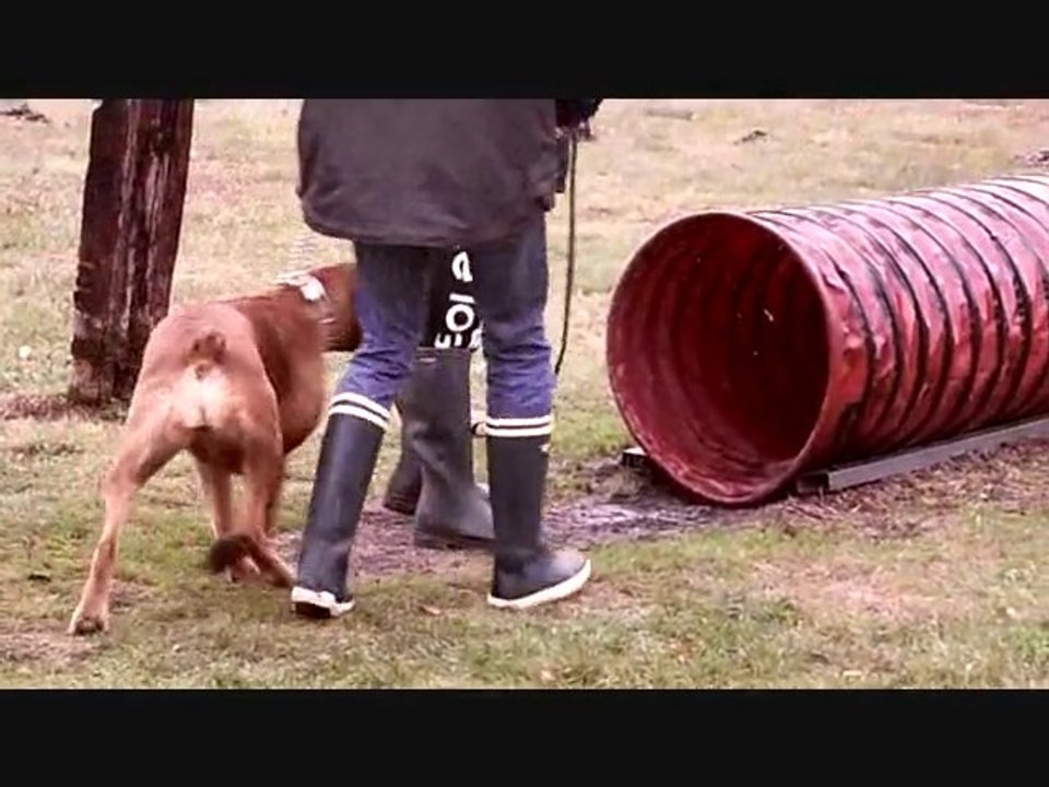 Au Domaine de Lacombe  2011