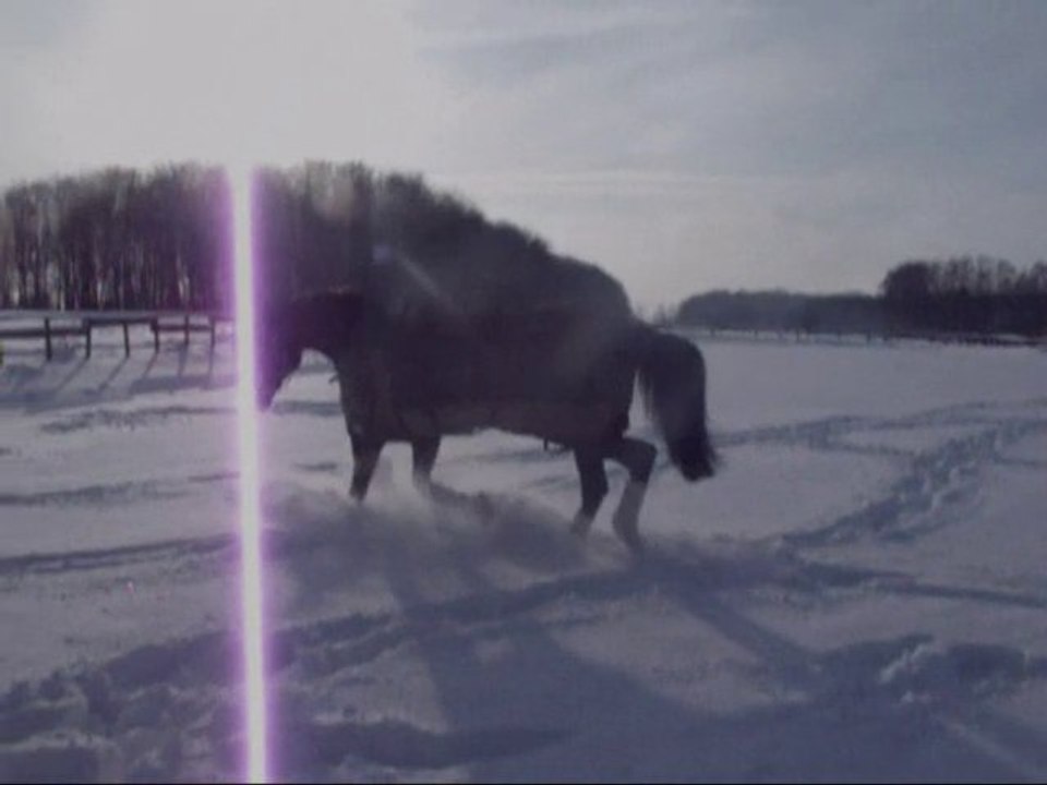Vom Galopper zum Springpferd