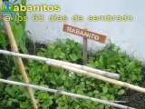 Video 4- Progreso de la huerta orgánica de hortalizas veget
